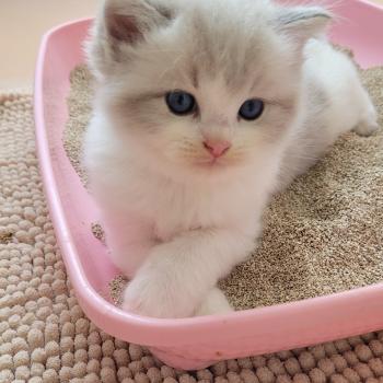 chaton Ragdoll seal tabby point bicolor BAMBI LA CHATTERIE  DES REVES DE SELENE