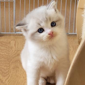 chaton Ragdoll seal tabby point bicolor BAMBI LA CHATTERIE  DES REVES DE SELENE