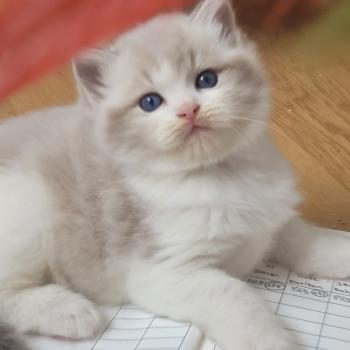 chaton Ragdoll seal tabby point bicolor BAMBI LA CHATTERIE  DES REVES DE SELENE