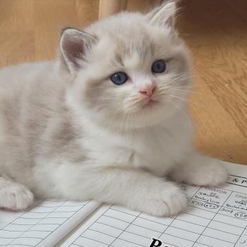 chaton Ragdoll seal tabby point bicolor BAMBI LA CHATTERIE  DES REVES DE SELENE