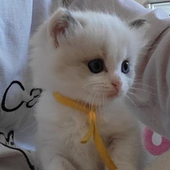 chaton Ragdoll blue tabby point bicolor BAMBIE LA CHATTERIE  DES REVES DE SELENE