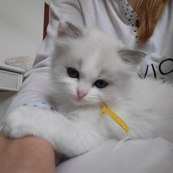 chaton Ragdoll blue tabby point bicolor BAMBIE LA CHATTERIE  DES REVES DE SELENE