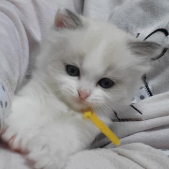 chaton Ragdoll blue tabby point bicolor BAMBIE LA CHATTERIE  DES REVES DE SELENE