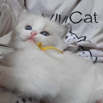 chaton Ragdoll blue tabby point bicolor BAMBIE LA CHATTERIE  DES REVES DE SELENE