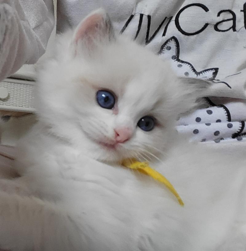 BAMBIE Femelle Ragdoll