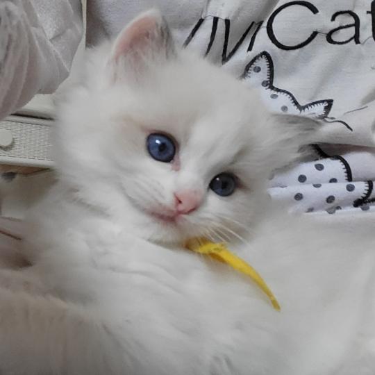 BAMBIE Femelle Ragdoll