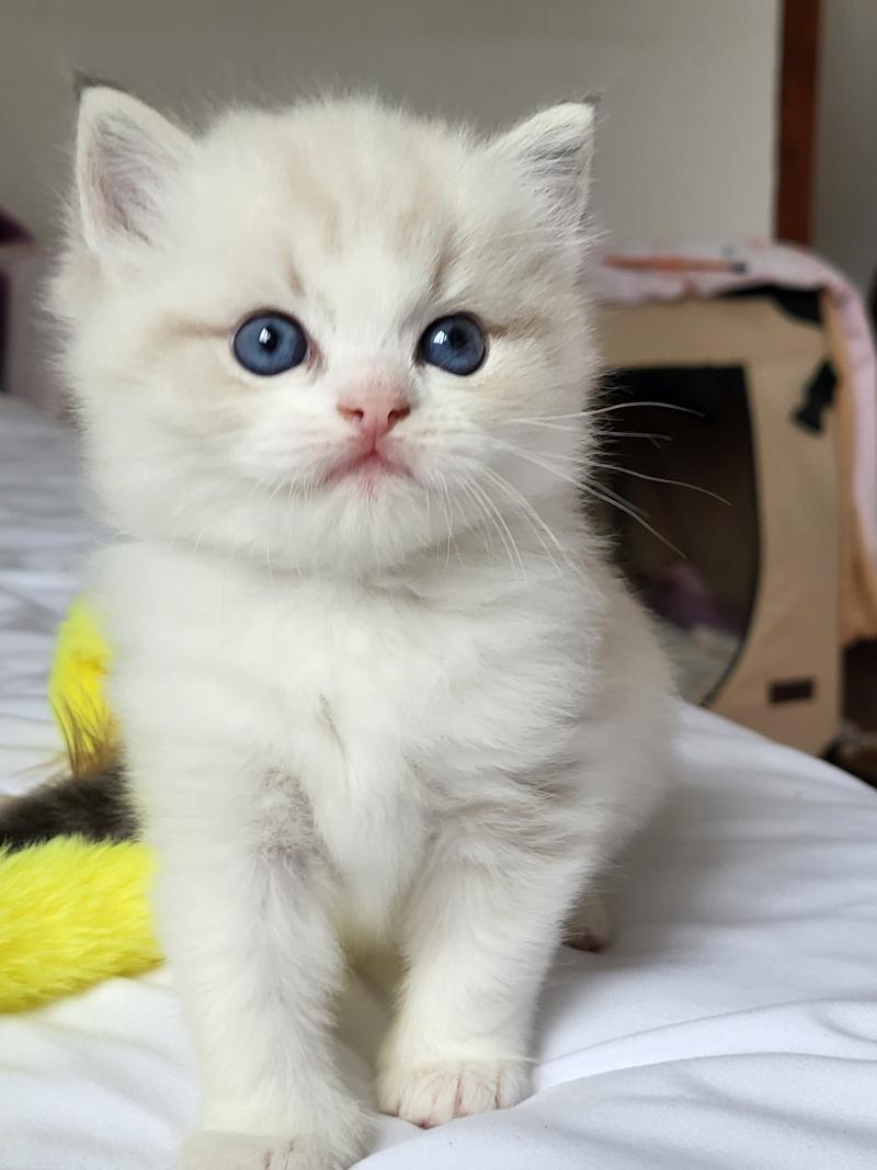 BAMBOU Femelle Ragdoll