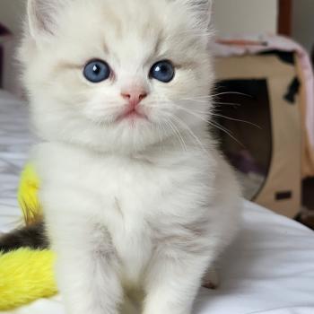 chaton Ragdoll blue tabby point & blanc BAMBOU LA CHATTERIE  DES REVES DE SELENE