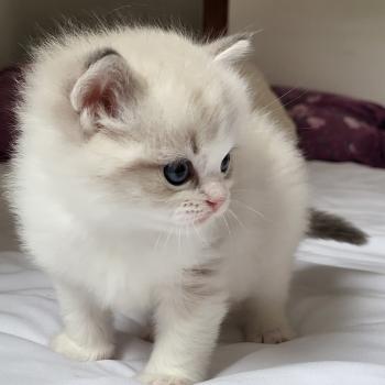chaton Ragdoll blue tabby point & blanc BAMBOU LA CHATTERIE  DES REVES DE SELENE