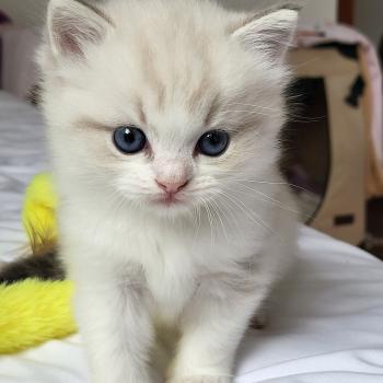 chaton Ragdoll blue tabby point & blanc BAMBOU LA CHATTERIE  DES REVES DE SELENE