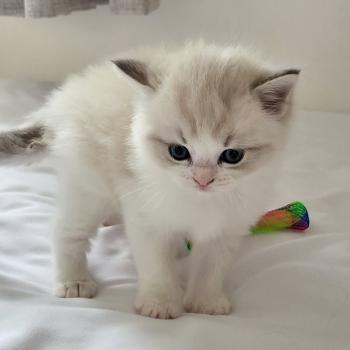 chaton Ragdoll blue tabby point & blanc BAMBOU LA CHATTERIE  DES REVES DE SELENE