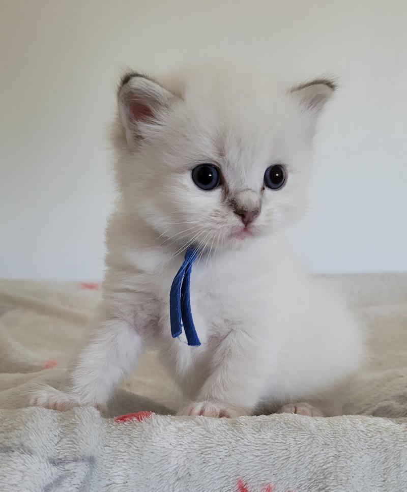 BARRY Mâle Ragdoll