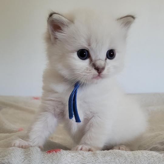 BARRY Mâle Ragdoll