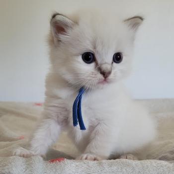 chaton Ragdoll blue tabby point mitted BARRY LA CHATTERIE  DES REVES DE SELENE