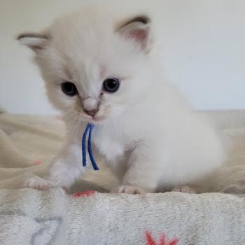 chaton Ragdoll blue tabby point mitted BARRY LA CHATTERIE  DES REVES DE SELENE