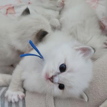 chaton Ragdoll blue tabby point mitted BARRY LA CHATTERIE  DES REVES DE SELENE