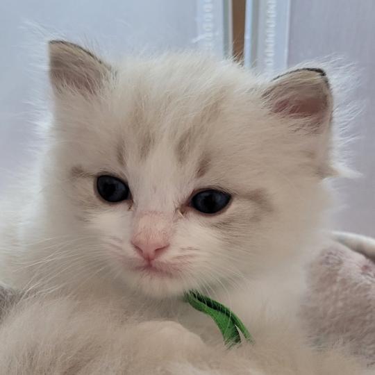 BYRON Mâle Ragdoll