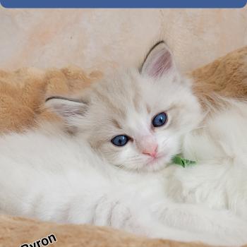 chaton Ragdoll BYRON LA CHATTERIE  DES REVES DE SELENE