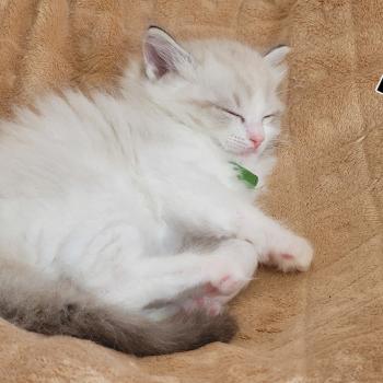 chaton Ragdoll BYRON LA CHATTERIE  DES REVES DE SELENE