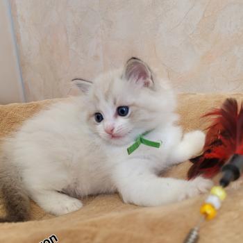 chaton Ragdoll BYRON LA CHATTERIE  DES REVES DE SELENE