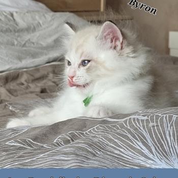 chaton Ragdoll BYRON LA CHATTERIE  DES REVES DE SELENE