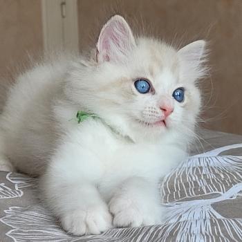 chaton Ragdoll BYRON LA CHATTERIE  DES REVES DE SELENE