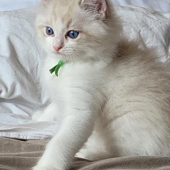 chaton Ragdoll BYRON LA CHATTERIE  DES REVES DE SELENE