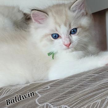 chaton Ragdoll BYRON LA CHATTERIE  DES REVES DE SELENE