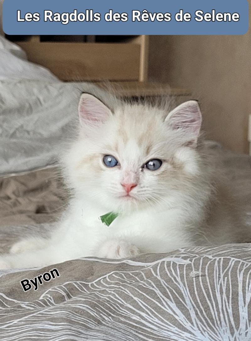 BYRON Mâle Ragdoll