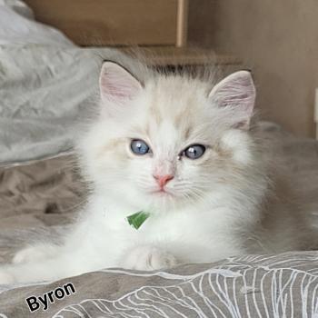 chaton Ragdoll BYRON LA CHATTERIE  DES REVES DE SELENE