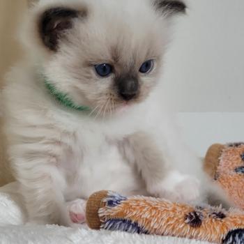 chaton Ragdoll seal point mitted BEETHOVEN LA CHATTERIE  DES REVES DE SELENE