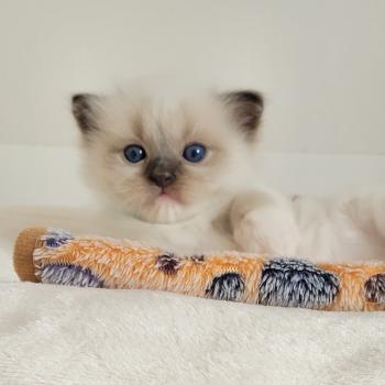 chaton Ragdoll seal point mitted BEETHOVEN LA CHATTERIE  DES REVES DE SELENE