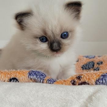 chaton Ragdoll seal point mitted BEETHOVEN LA CHATTERIE  DES REVES DE SELENE