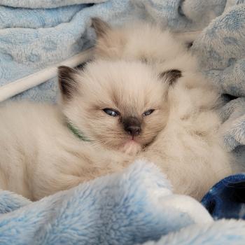 chaton Ragdoll seal point mitted BEETHOVEN LA CHATTERIE  DES REVES DE SELENE