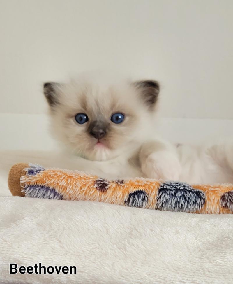BEETHOVEN Mâle Ragdoll