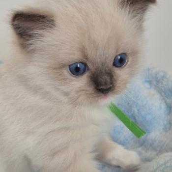 chaton Ragdoll seal point mitted BEETHOVEN LA CHATTERIE  DES REVES DE SELENE