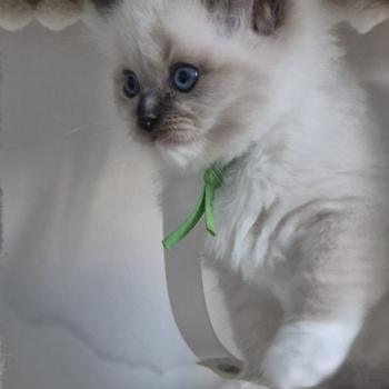 chaton Ragdoll seal point mitted BEETHOVEN LA CHATTERIE  DES REVES DE SELENE