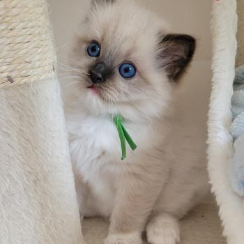 chaton Ragdoll seal point mitted BEETHOVEN LA CHATTERIE  DES REVES DE SELENE
