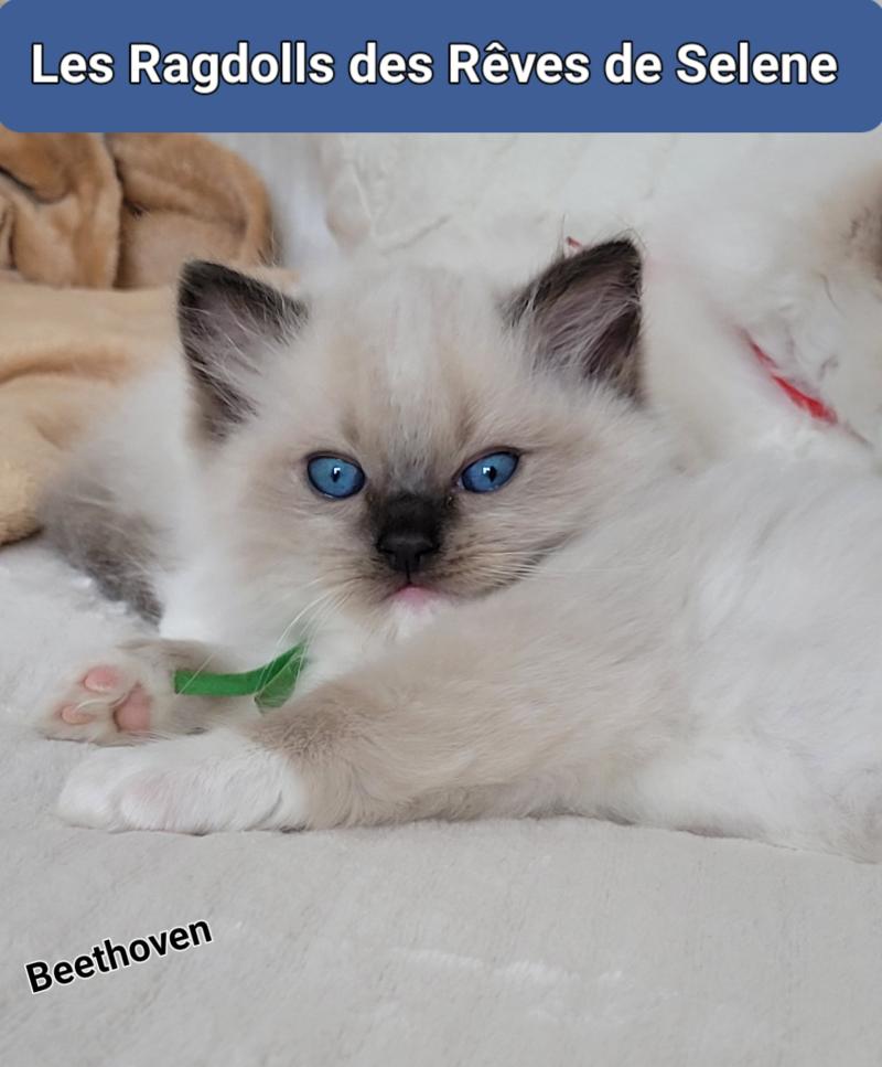 BEETHOVEN Mâle Ragdoll