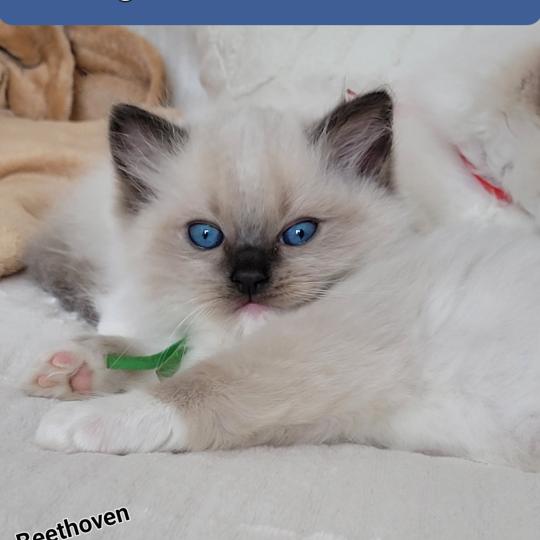 BEETHOVEN Mâle Ragdoll