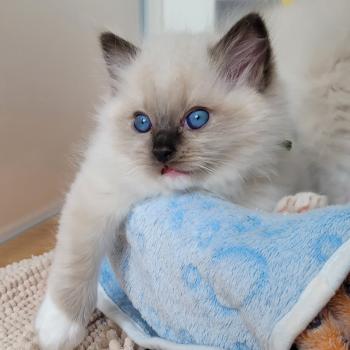 chaton Ragdoll seal point mitted BEETHOVEN LA CHATTERIE  DES REVES DE SELENE