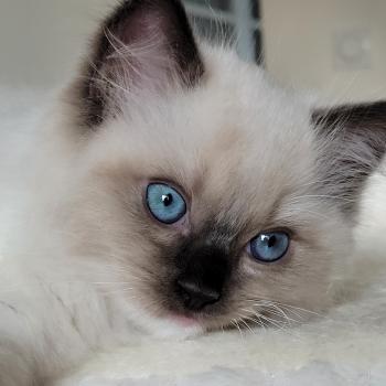 chaton Ragdoll seal point mitted BEETHOVEN LA CHATTERIE  DES REVES DE SELENE