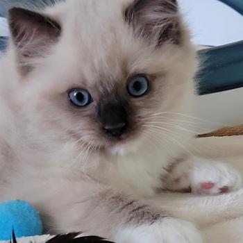 chaton Ragdoll seal point mitted BEETHOVEN LA CHATTERIE  DES REVES DE SELENE