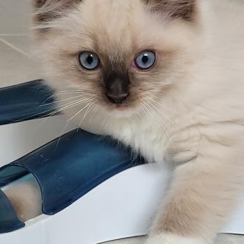 chaton Ragdoll seal point mitted BEETHOVEN LA CHATTERIE  DES REVES DE SELENE