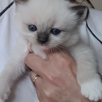 chaton Ragdoll seal point mitted BELLE LA CHATTERIE  DES REVES DE SELENE