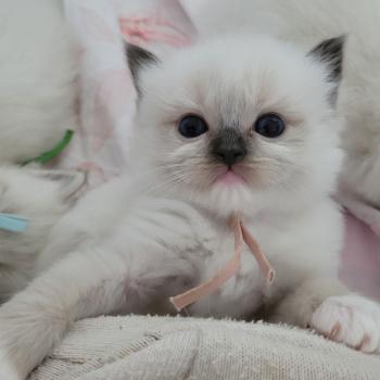 chaton Ragdoll seal point mitted BELLE LA CHATTERIE  DES REVES DE SELENE