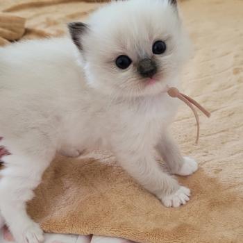 chaton Ragdoll seal point mitted BELLE LA CHATTERIE  DES REVES DE SELENE
