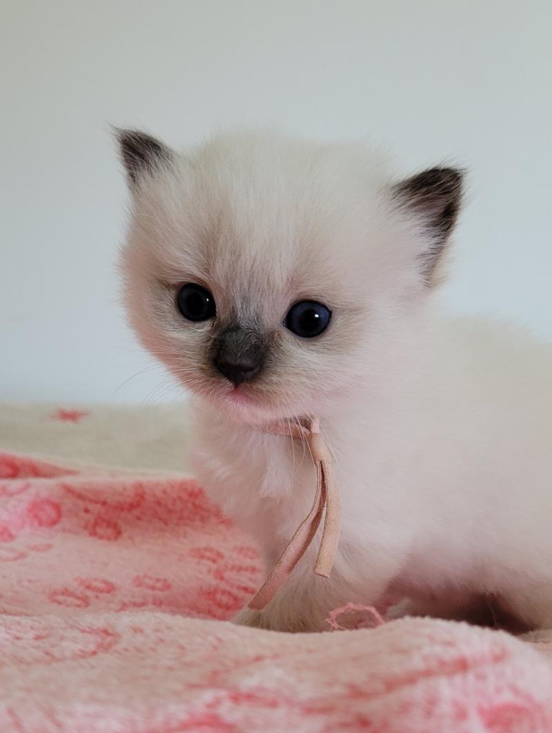 BELLE Femelle Ragdoll