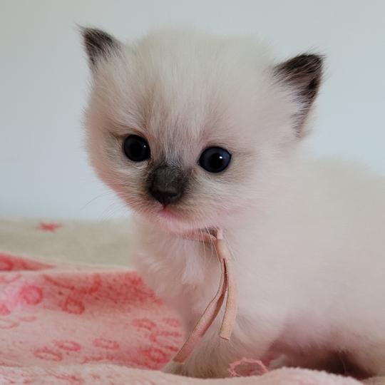 BELLE Femelle Ragdoll