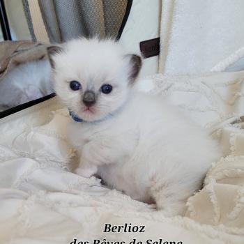 chaton Ragdoll seal point mitted BERLIOZ LA CHATTERIE  DES REVES DE SELENE